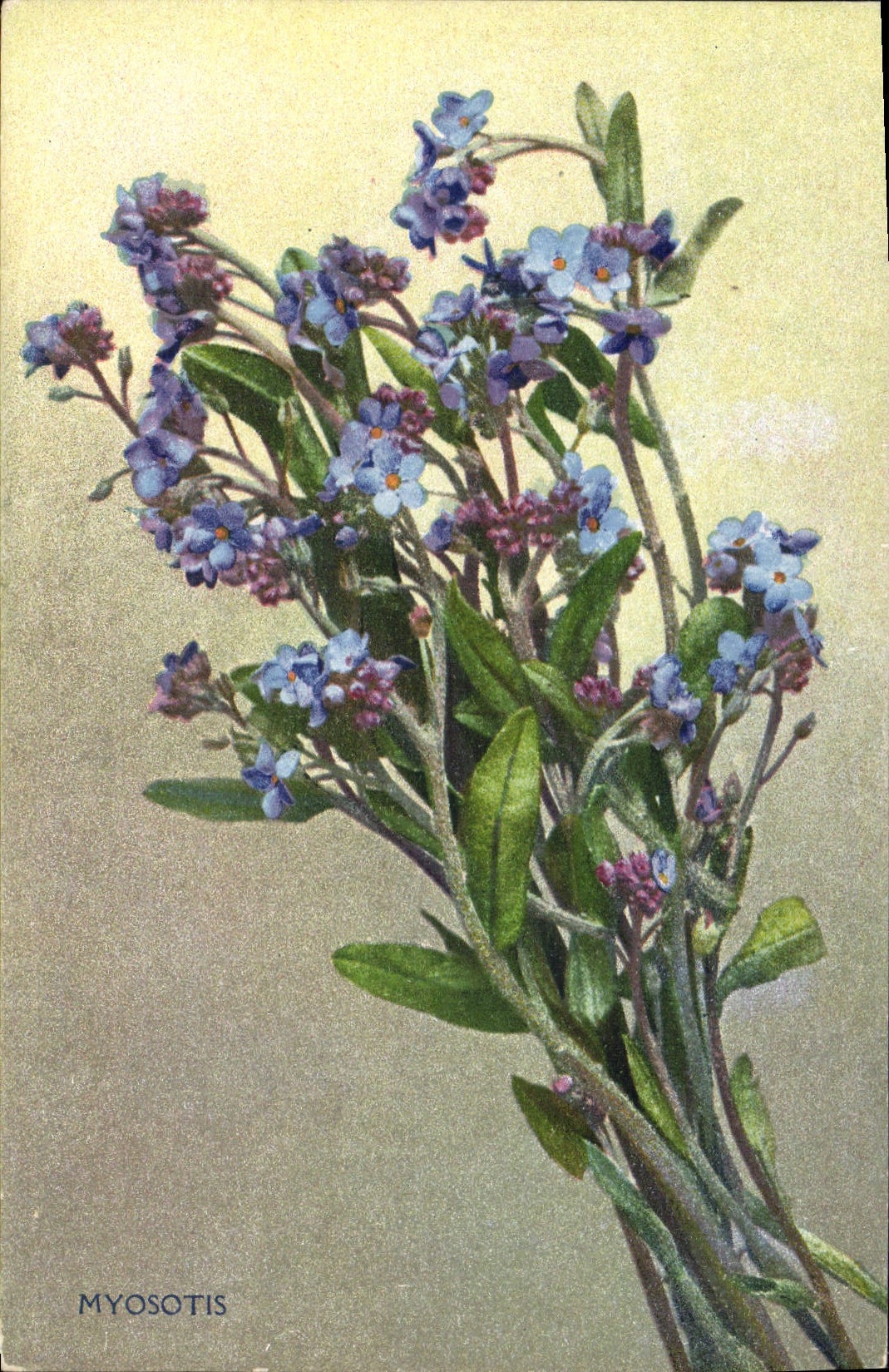 CPA Fantaisie Fleurs Myosotis