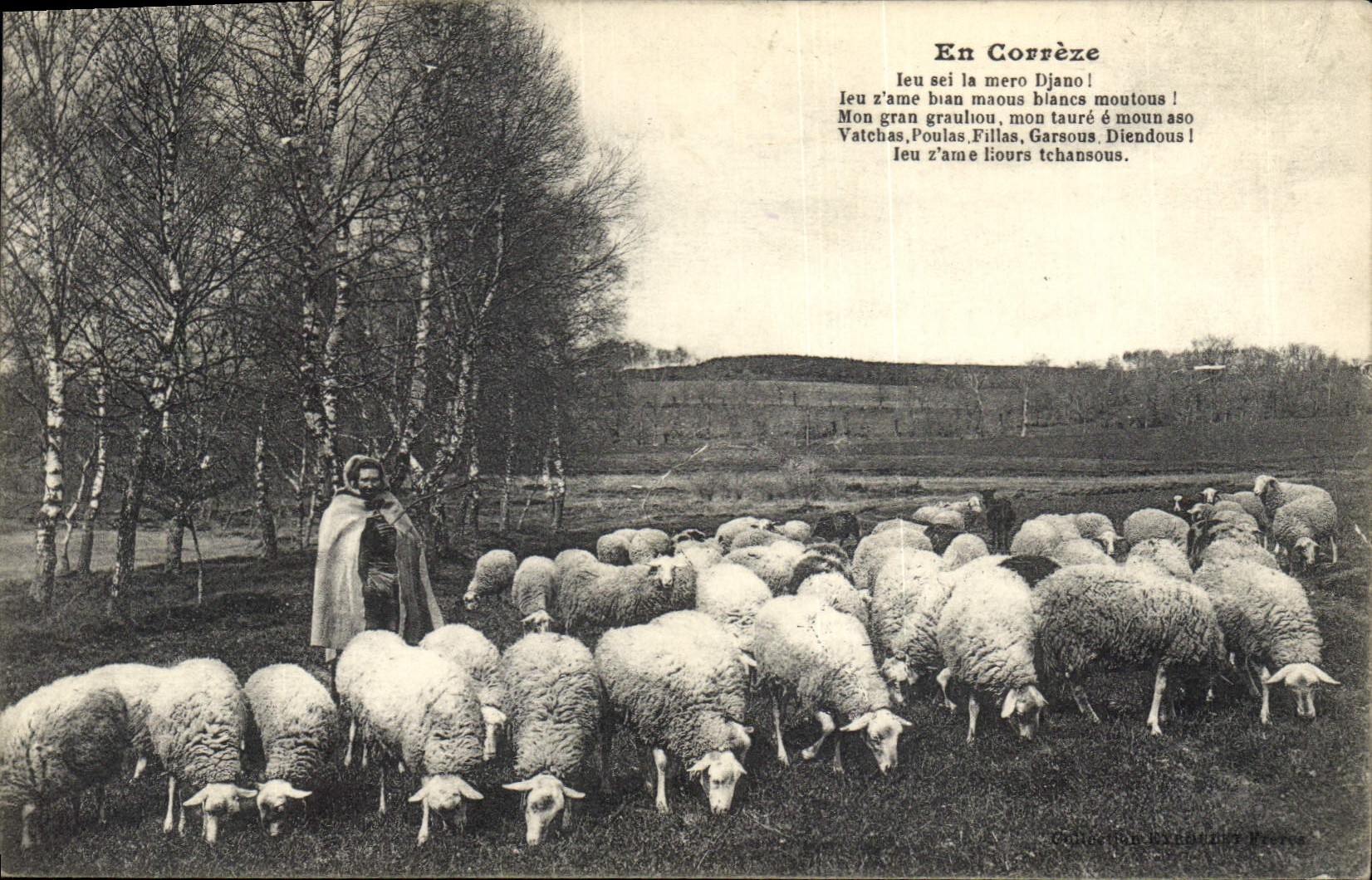 CPA Folklore En Correze Moutons Berger
