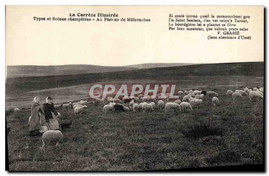 CPA Folklore Correze Au plateau de Millevaches Moutons
