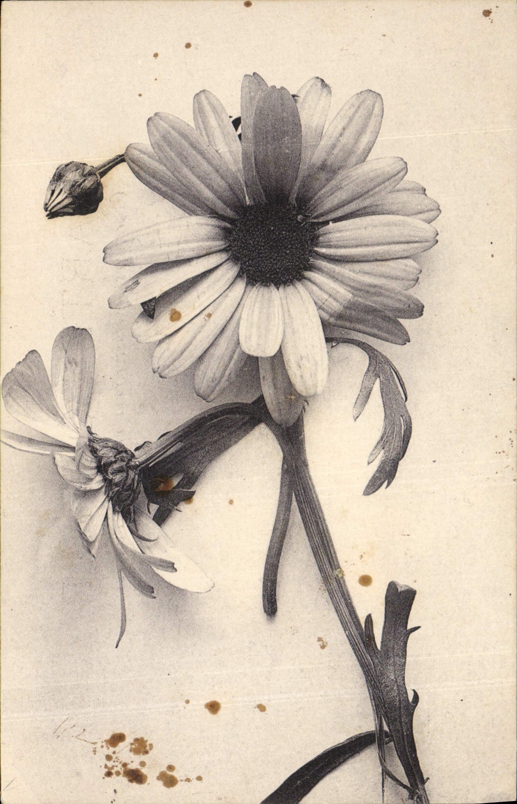 CPA Fantaisie Fleurs 