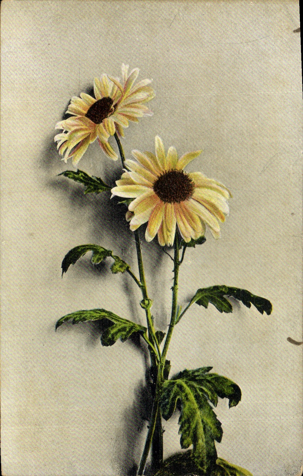CPA Fantaisie Fleurs 