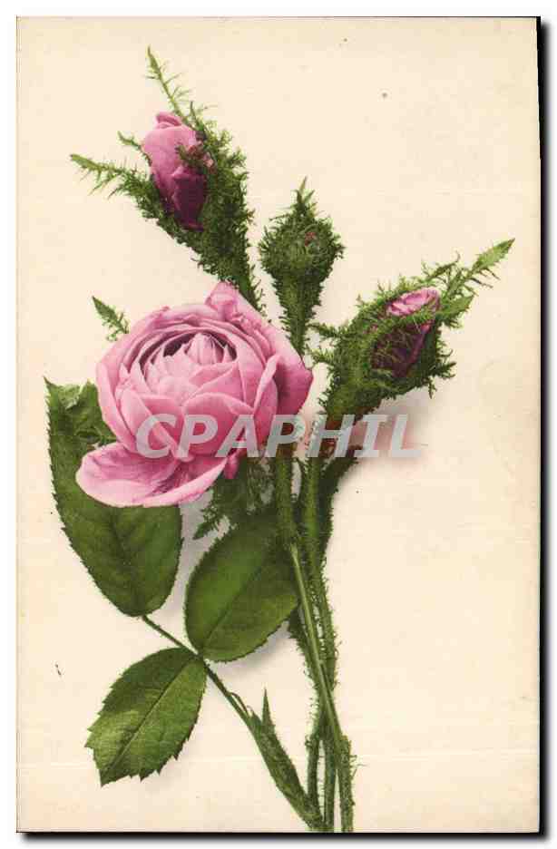 CPA Fantaisie Fleurs 