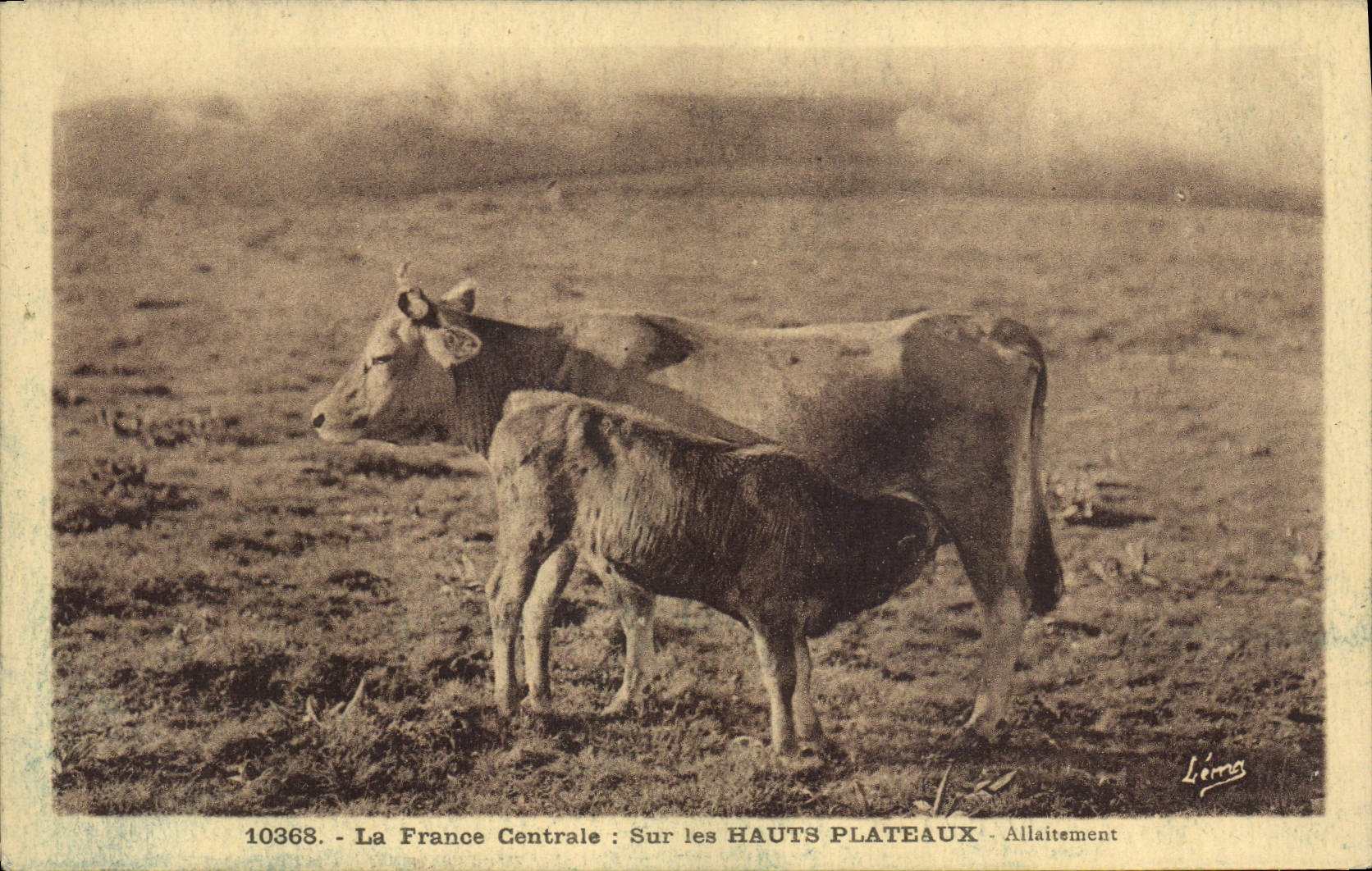 CPA Folklore Sur les Hauts Plateaux Allaitement Vache France Centrale