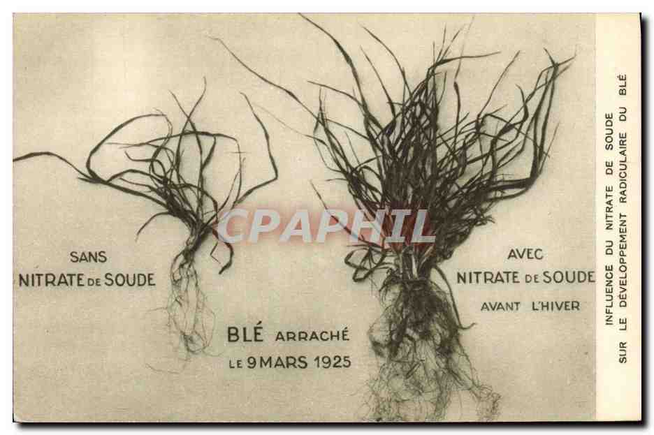 Blé arraché — influence du nitrate de soude sur le développement radiculaire — sans et avec nitrate de soude — datée 9 mars 1925