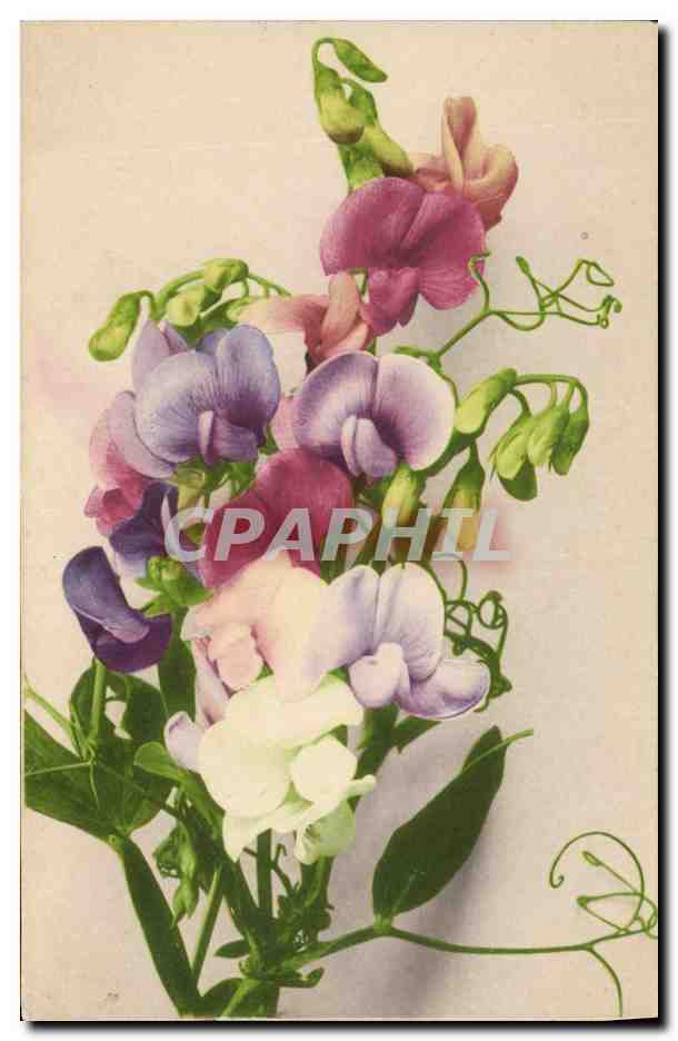CPA Fantaisie Fleurs 