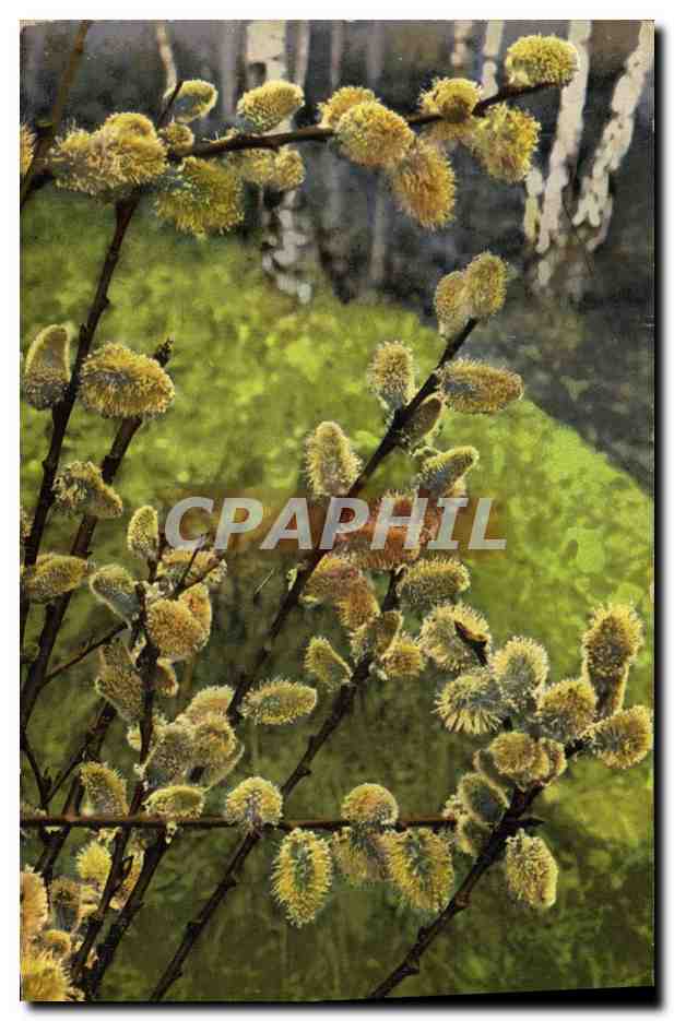 CPA Fantaisie Fleurs 