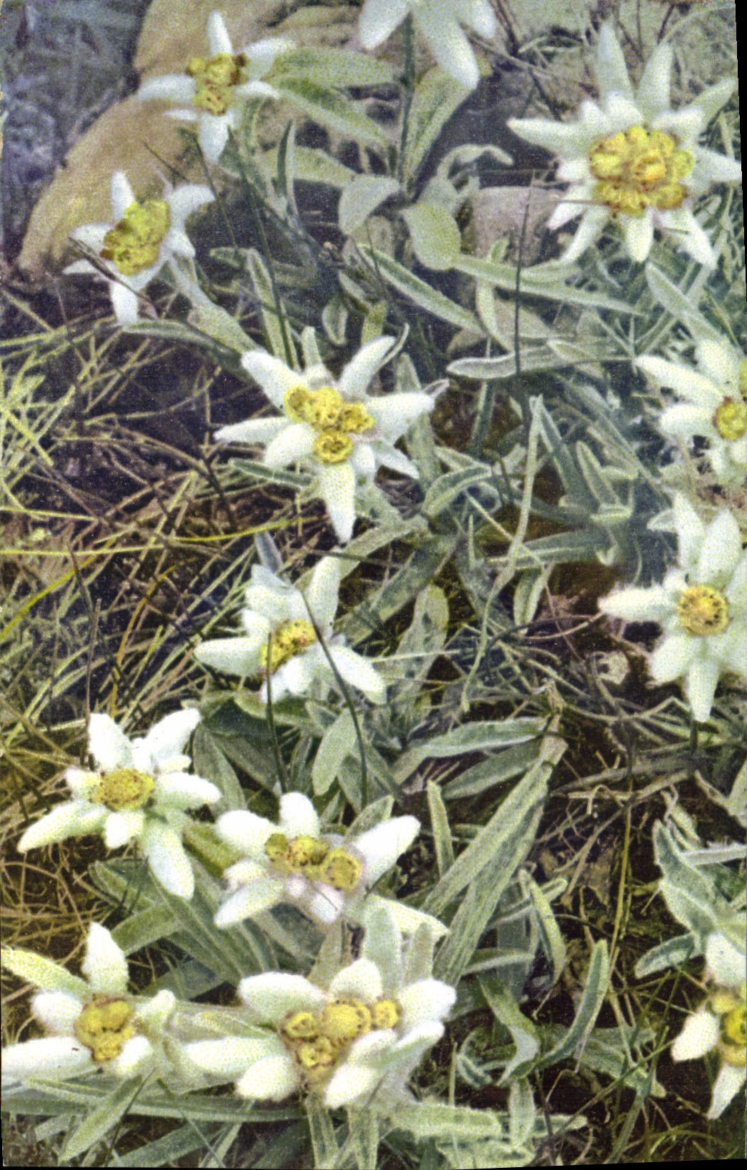 CPA Fantaisie Fleurs Leontopodium alpinum