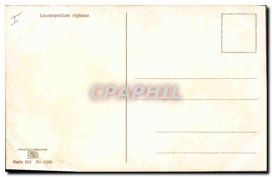 CPA Fantaisie Fleurs Leontopodium alpinum — Verso