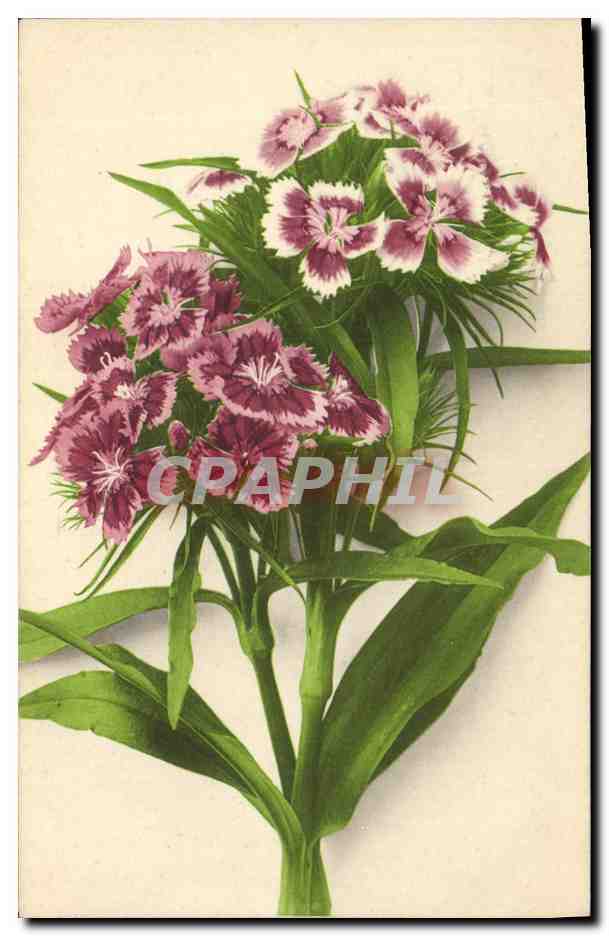 CPA Fantaisie Fleurs 