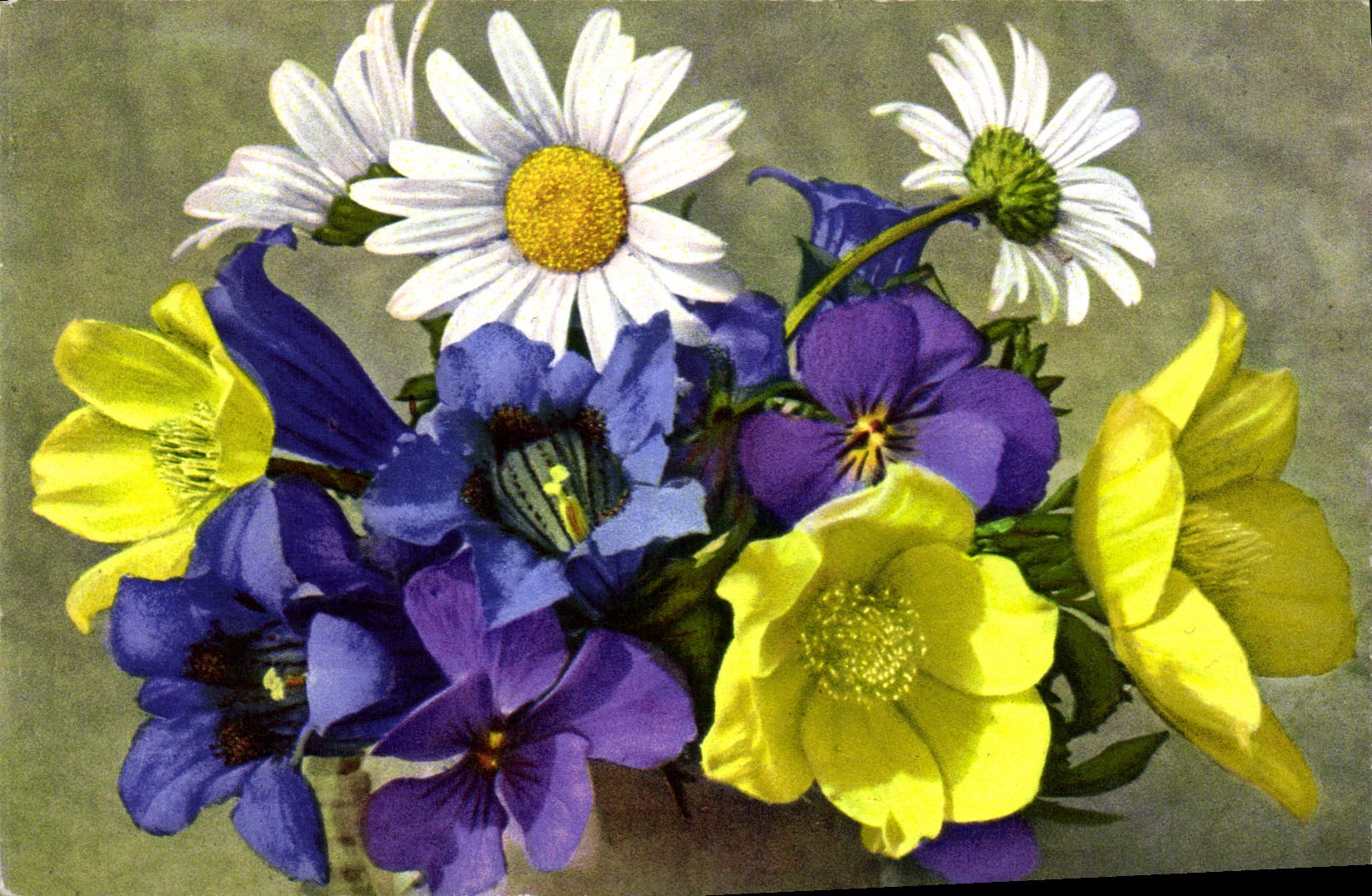 CPA Fantaisie Fleurs Anemone alpina sulphurea