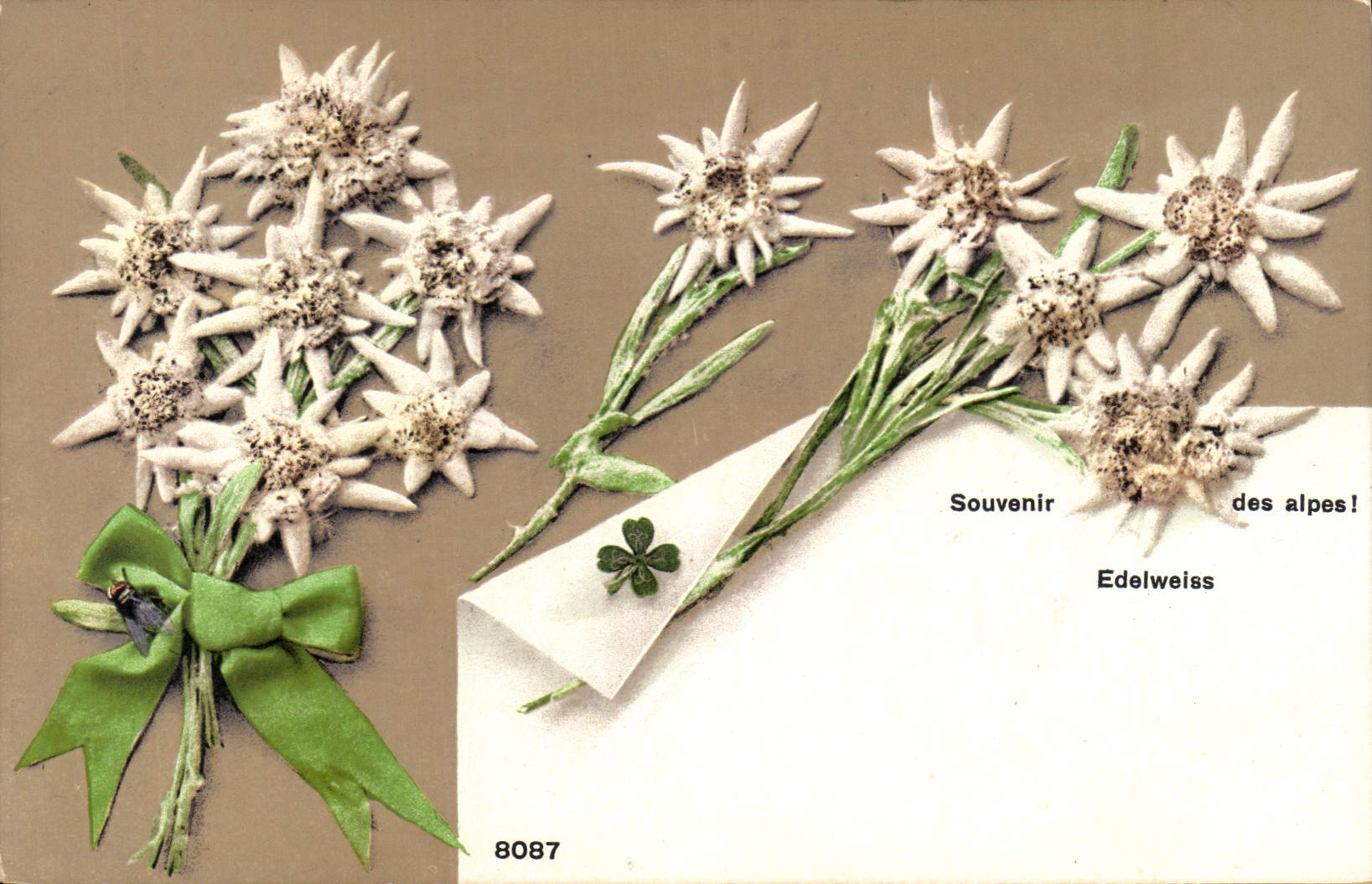 CPA Fantaisie Fleurs Edelweiss