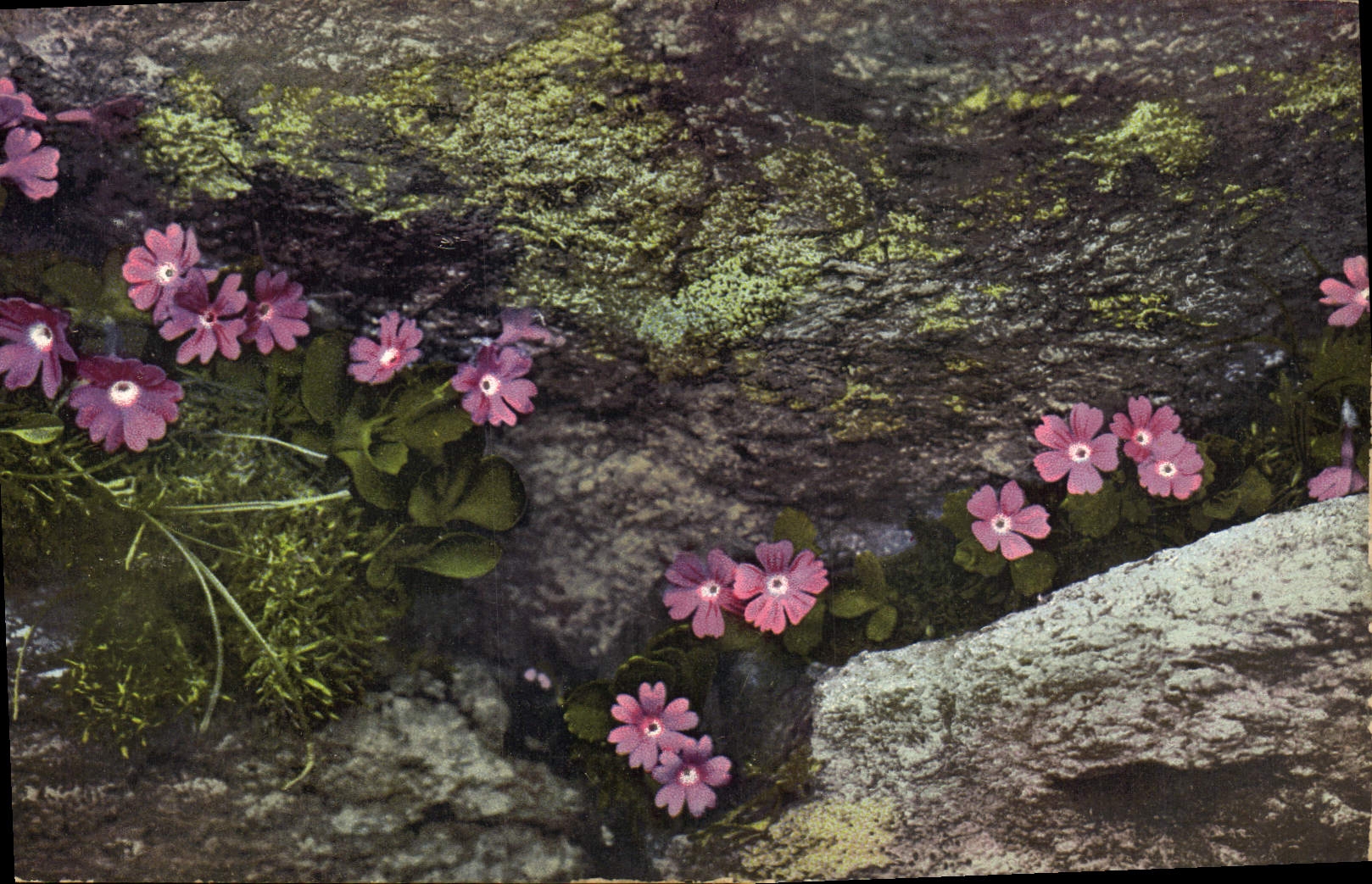CPA Fantaisie Fleurs 
