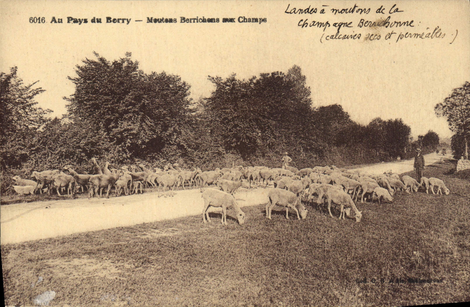 CPA Folklore Au Pays du Bery Moutons Berrichons aux champs