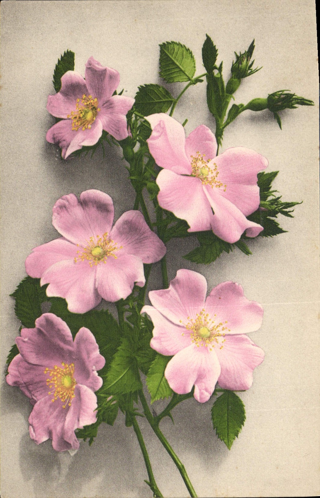 CPA Fantaisie Fleurs 
