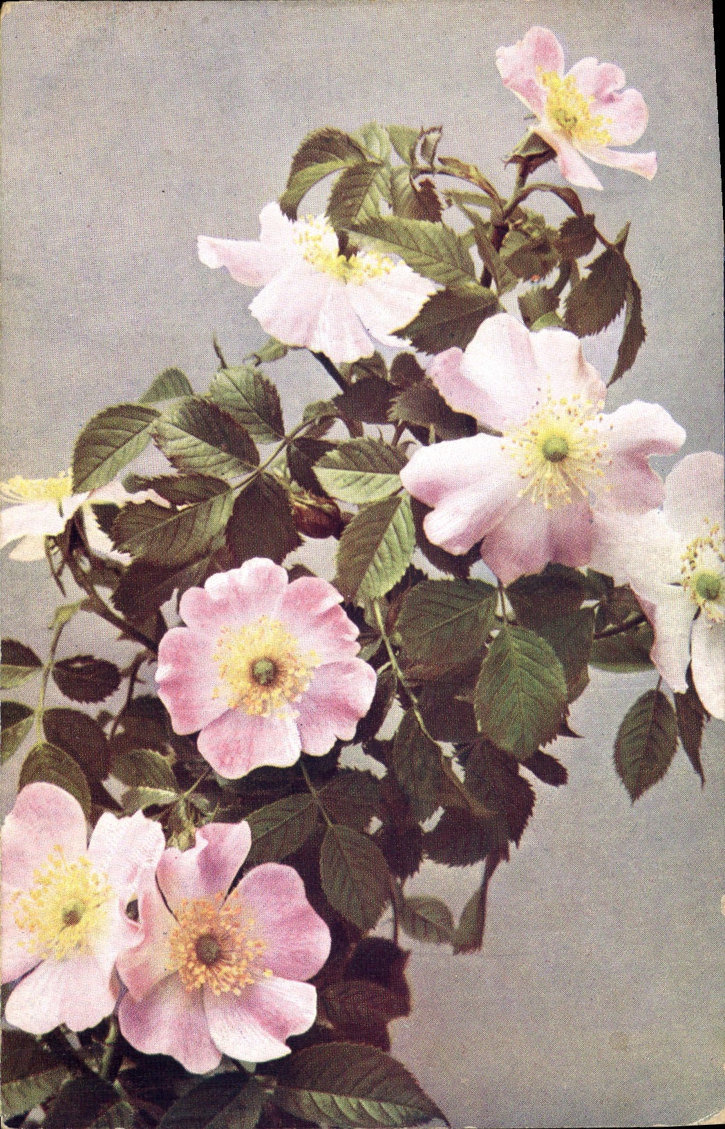 CPA Fantaisie Fleurs 