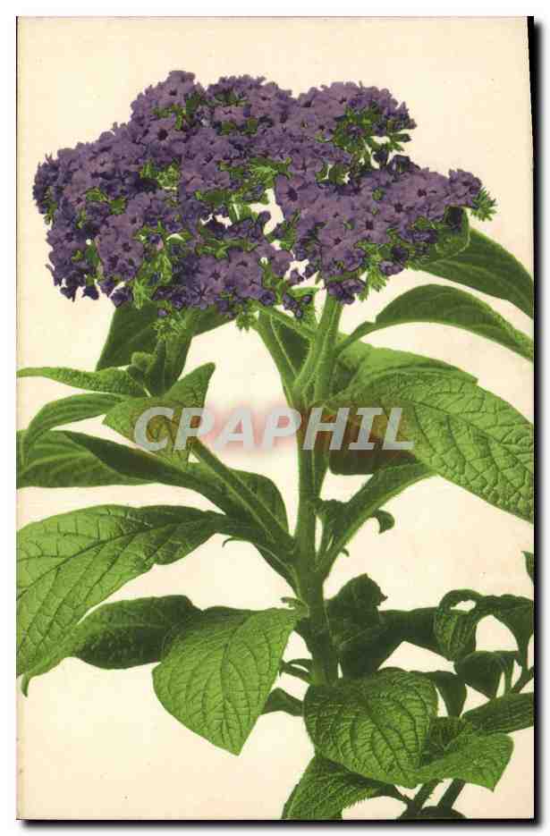 CPA Fantaisie Fleurs 