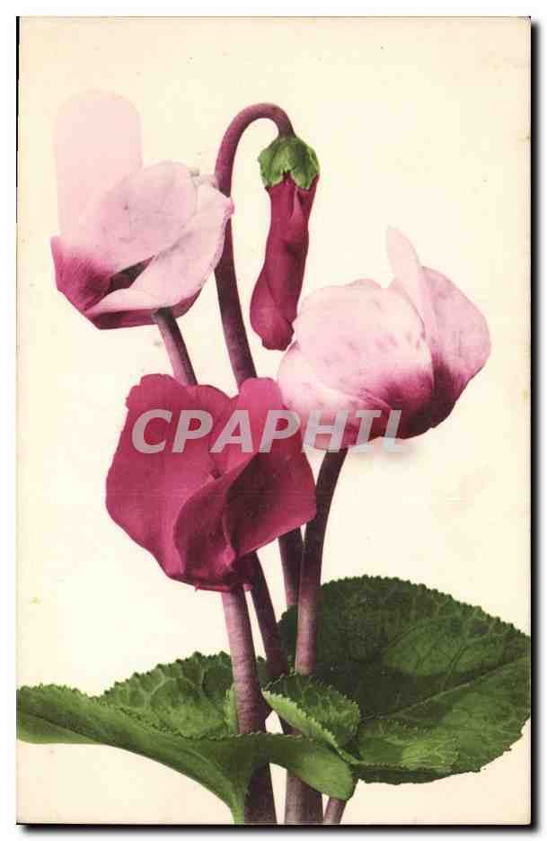 CPA Fantaisie Fleurs 