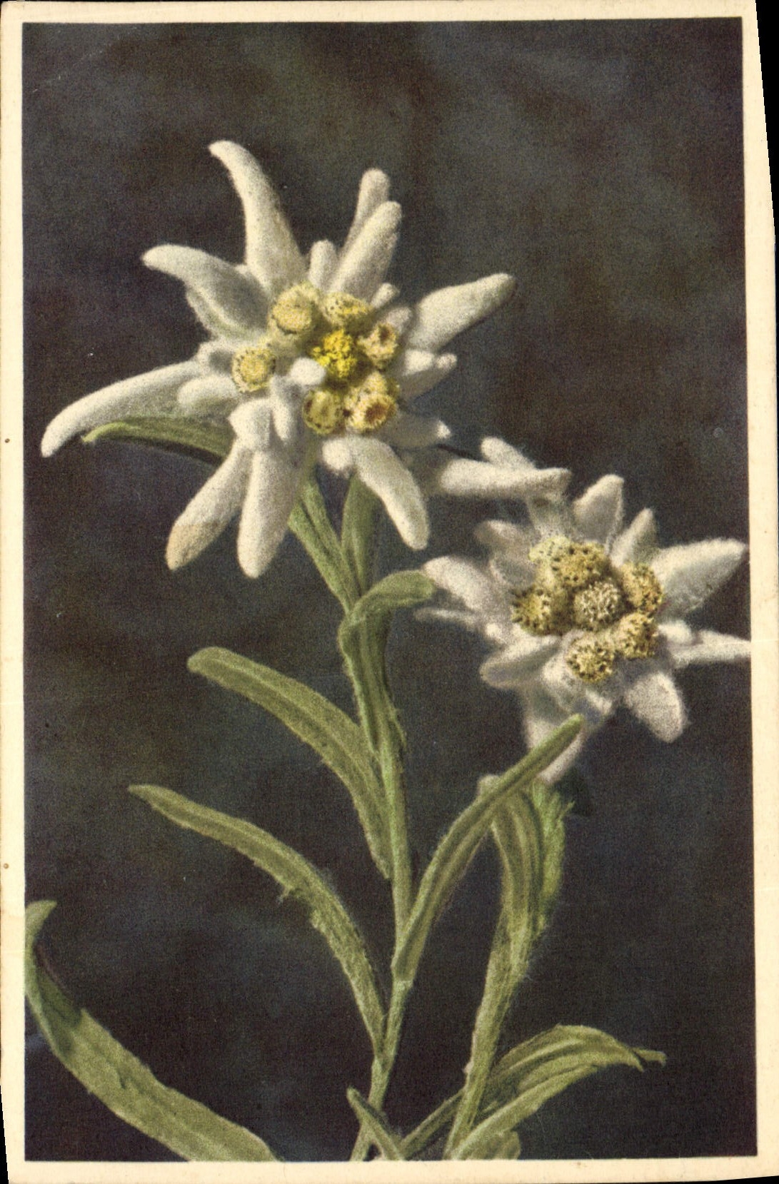 CPA Fantaisie Fleurs 