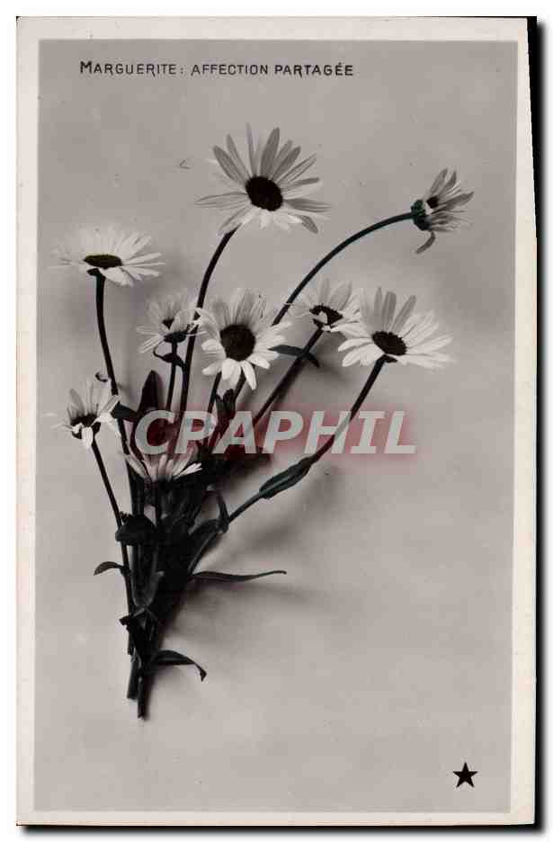 CPA Fantaisie Fleurs Marguerite affection partagee