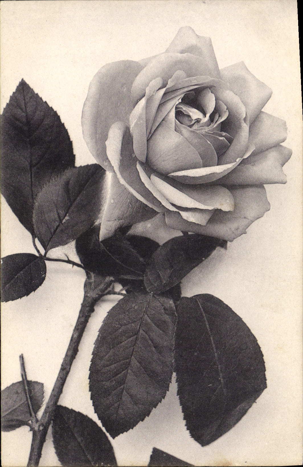 CPA Fantaisie Fleurs 