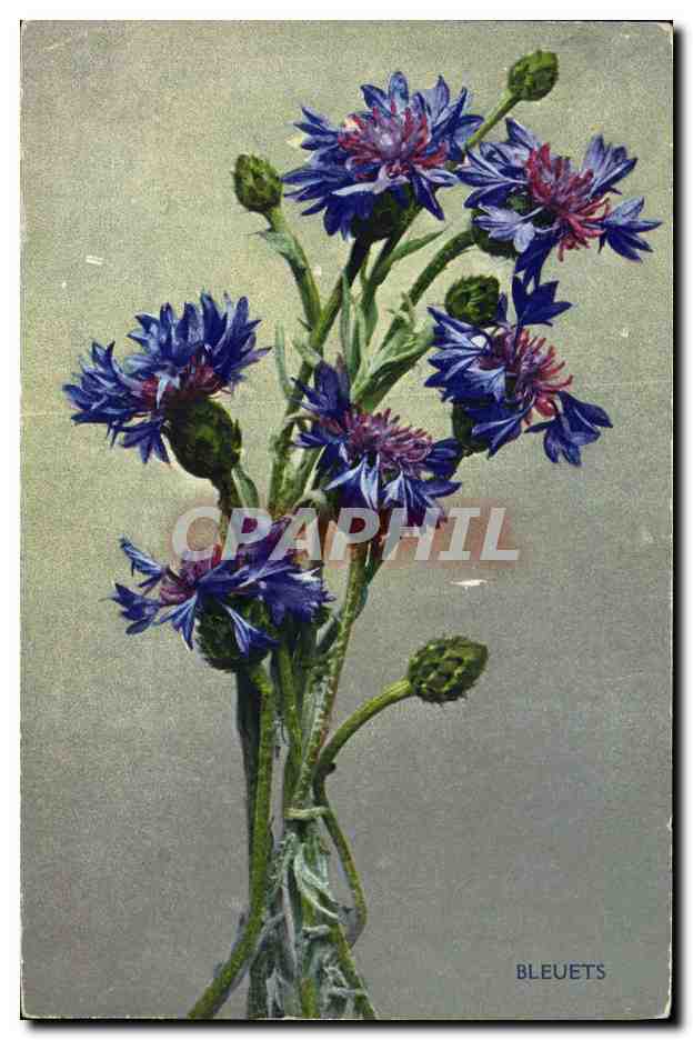 CPA Fantaisie Fleurs Bleuets
