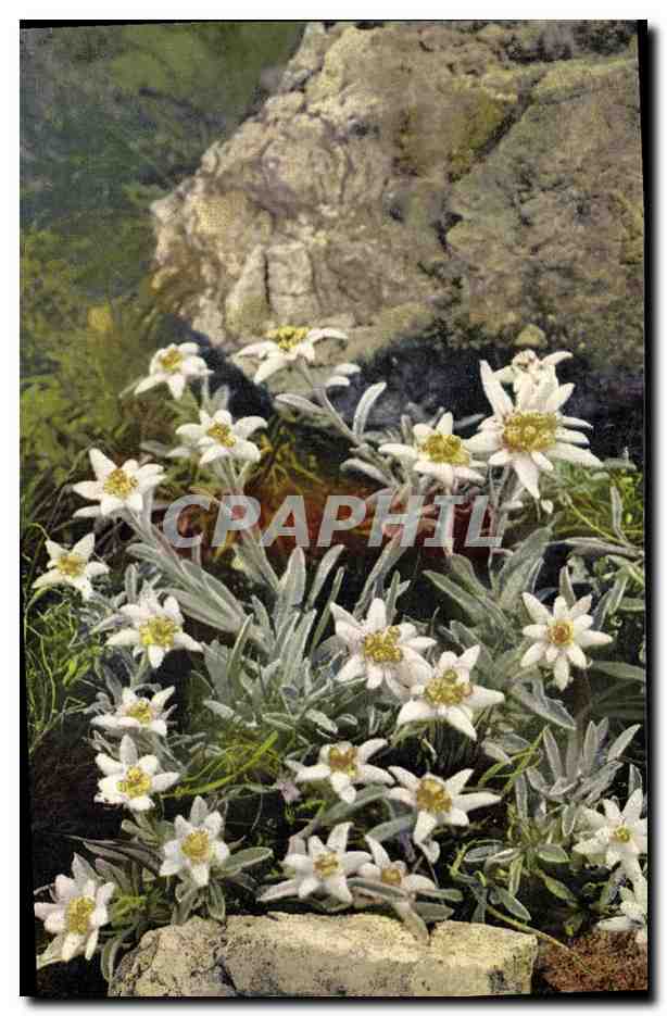 CPA Fantaisie Fleurs Leontopodium alpinum