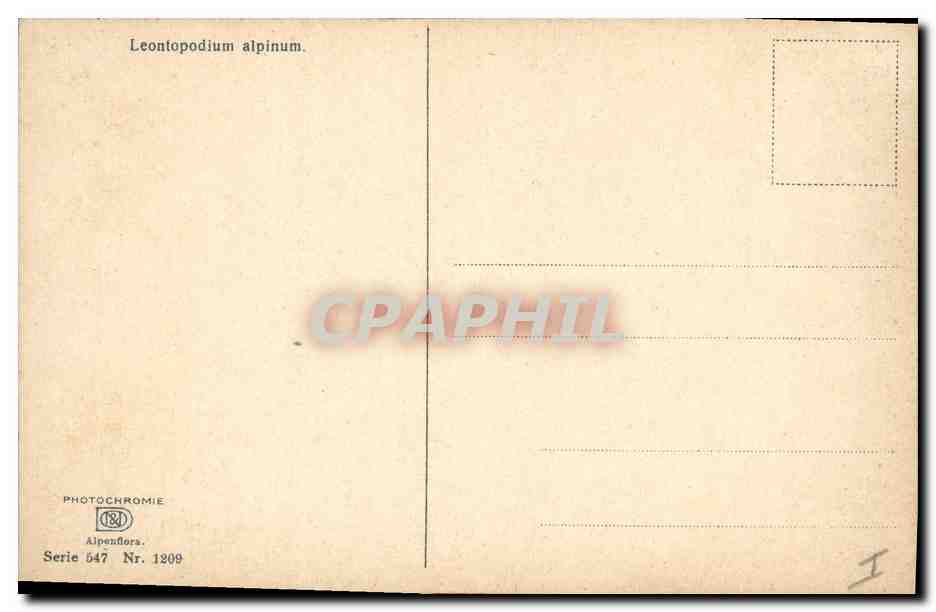 CPA Fantaisie Fleurs Leontopodium alpinum — Verso