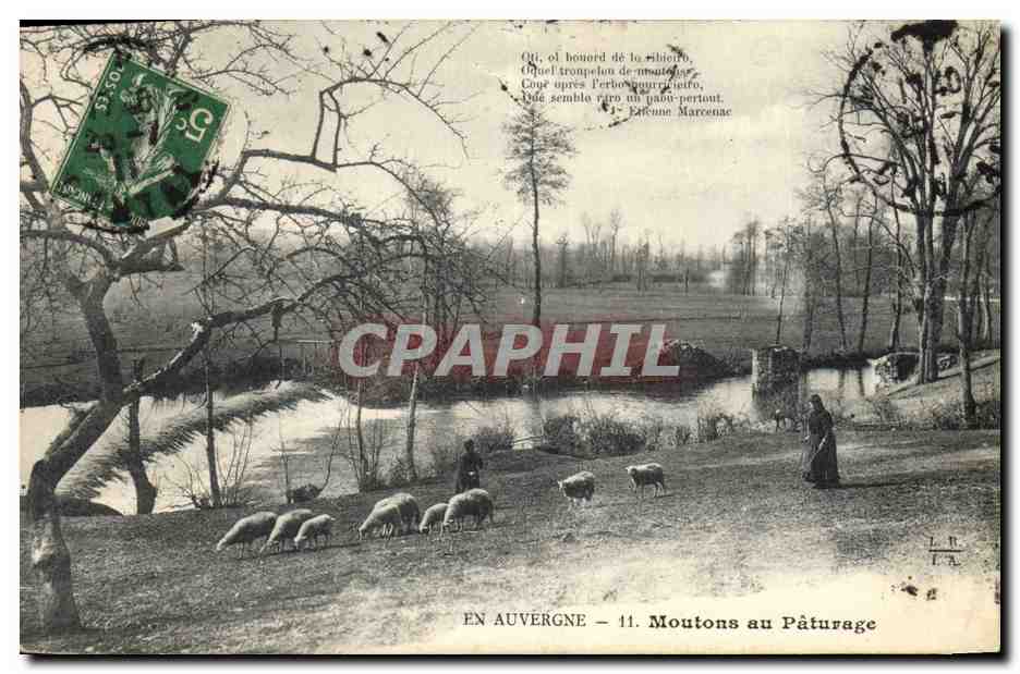 CPA Folklore Auvergne Moutons au paturage 