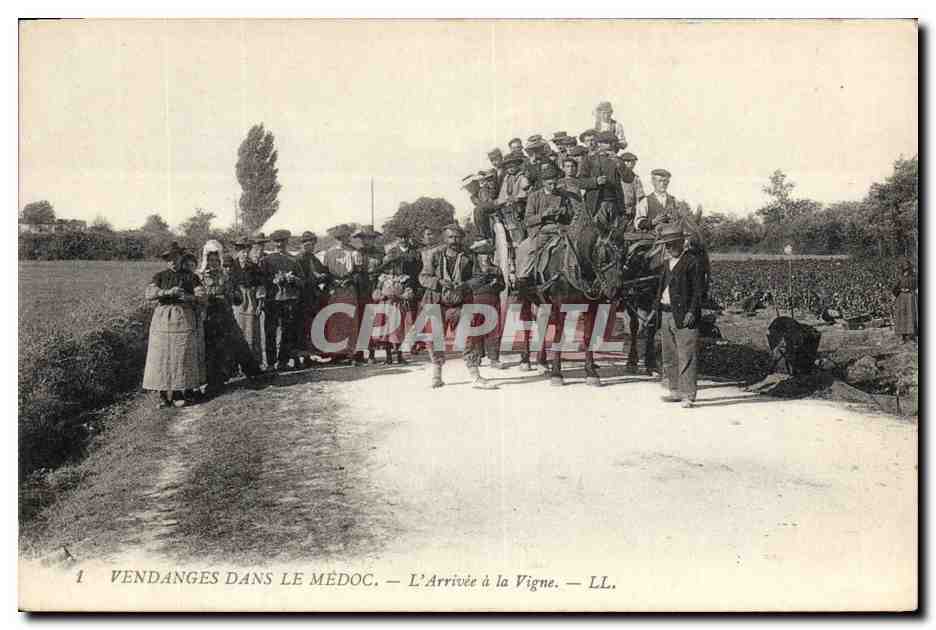 CPA Folklore Vin Vignoble Vendanges dans le Medoc L'arrivee a la vigne TOP 
