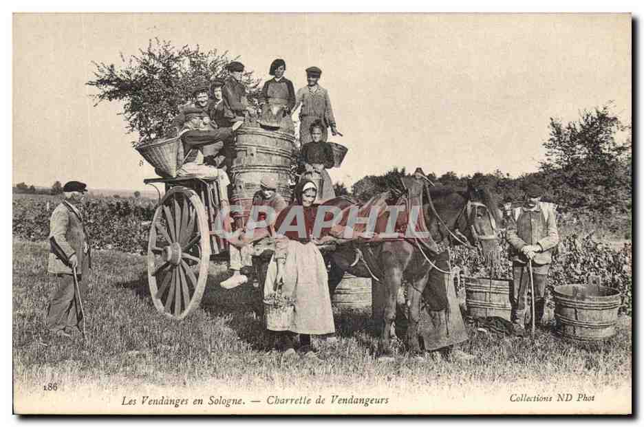 CPA Folklore Vin Vignoble Vendanges en Sologne Carrette de vendangeurs Cheval TOP 