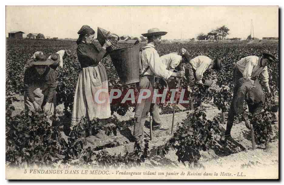 CPA Folklore Vin Vignoble Vendanges dans le Medoc Vendangeuse vidant son panier de raisins dans la hotte 