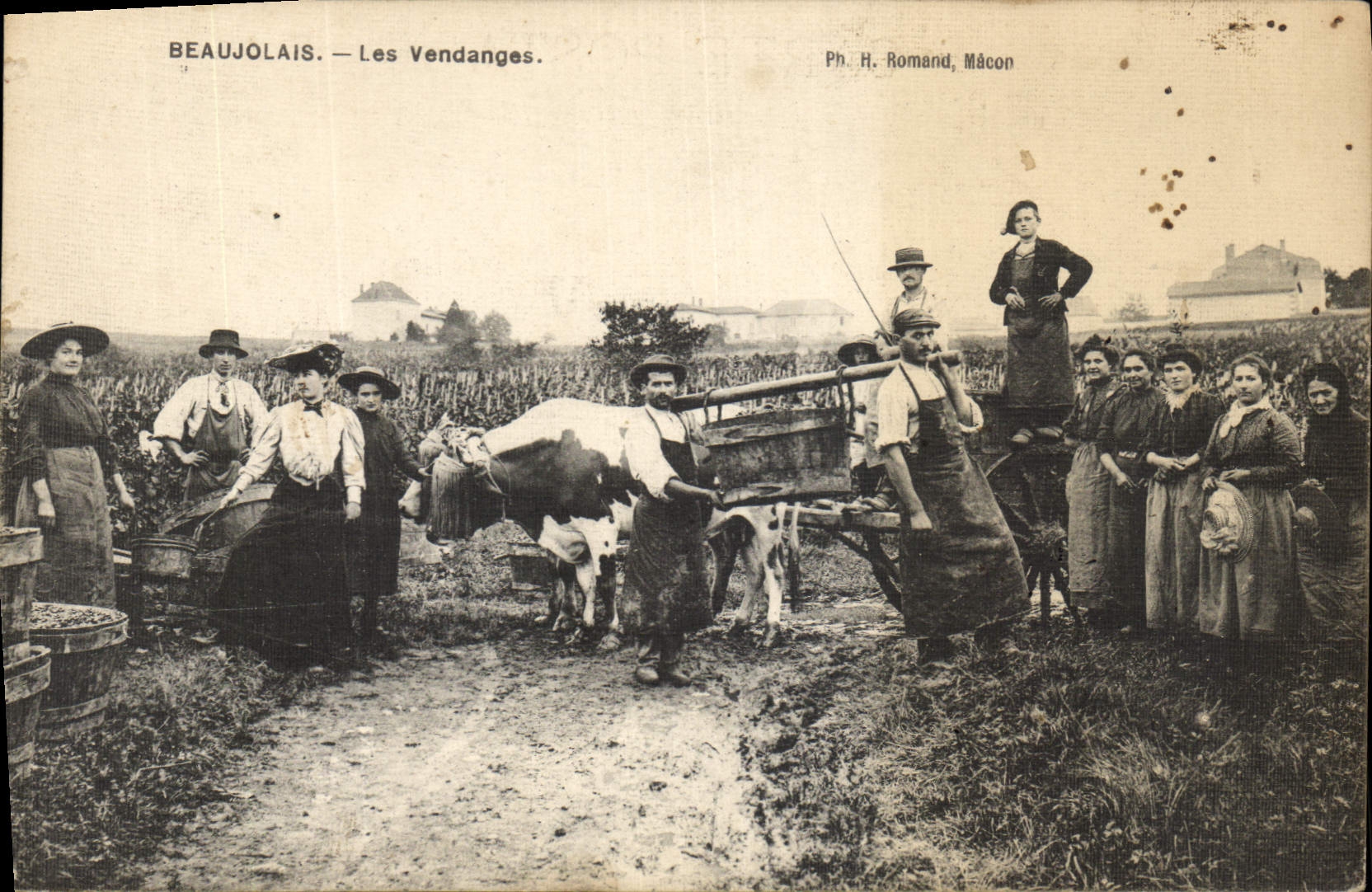 CPA Folklore Vin Vignoble Vendanges Beaujolais Vache TOP 