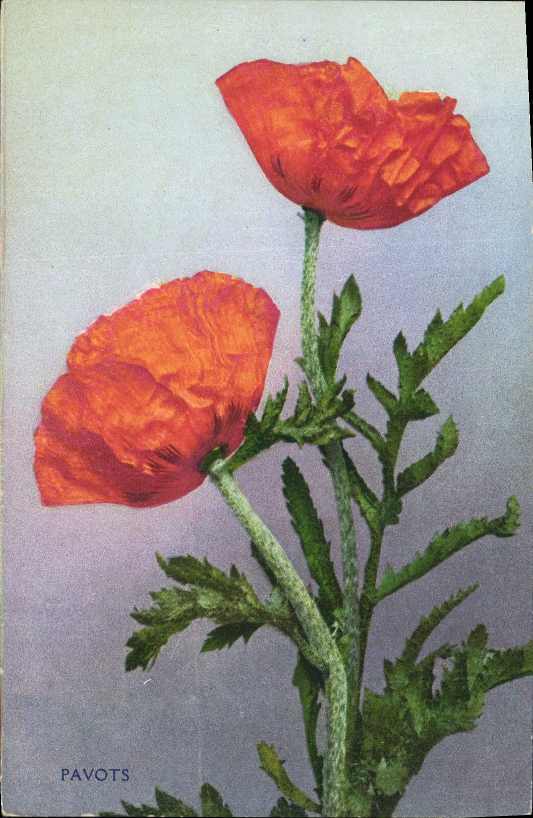 CPA Fantaisie Fleurs Pavots