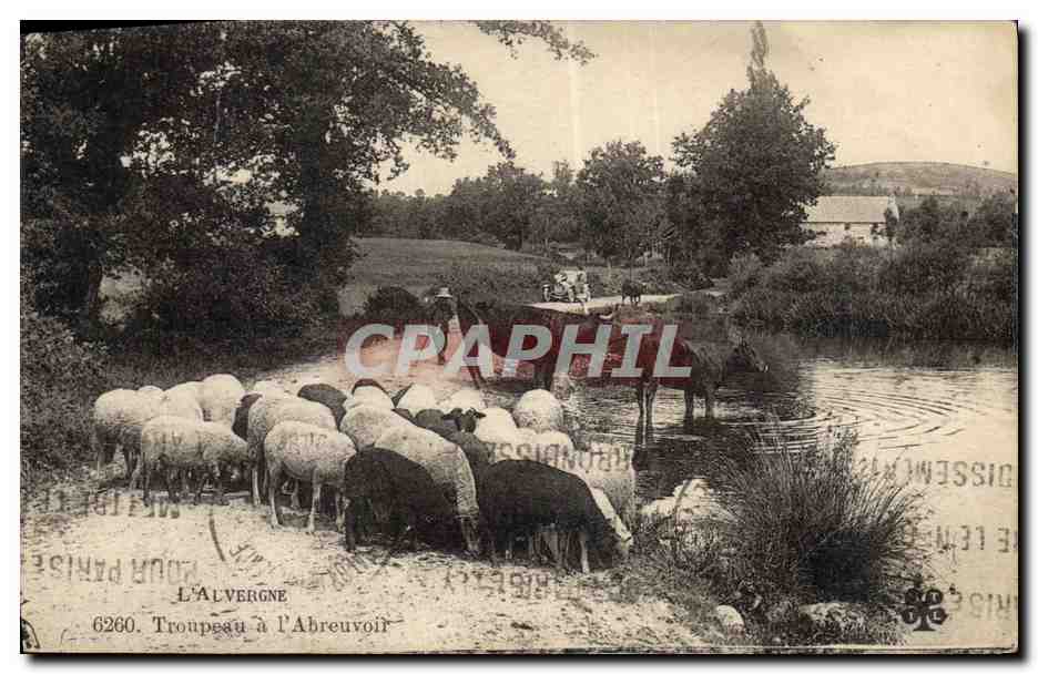 CPA Folklore Auvergne Troupeau a l'abreuvoir