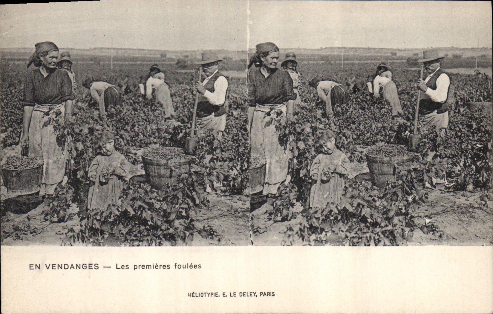 CPA Vin Vendanges Les premieres foulees