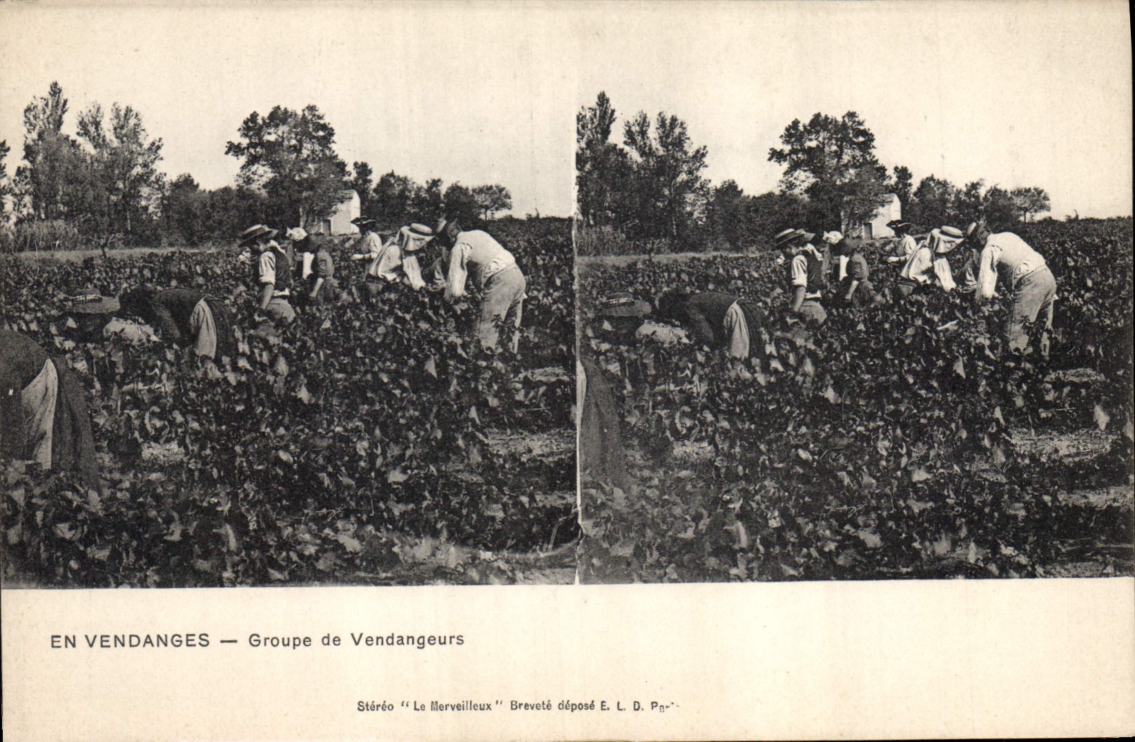 CPA Vin Vendanges Groupe de vendangeurs