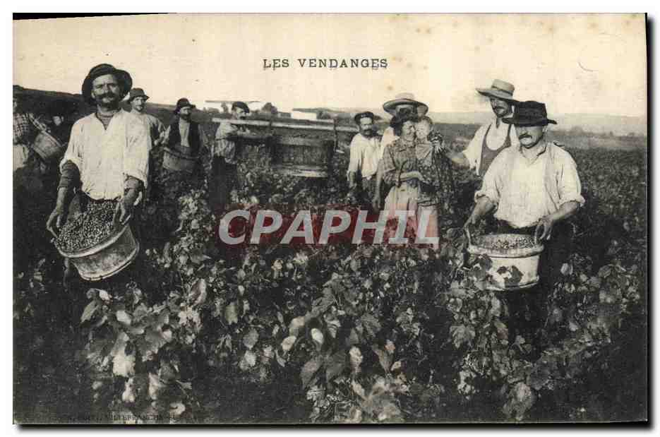 CPA Vin Vendanges TOP
