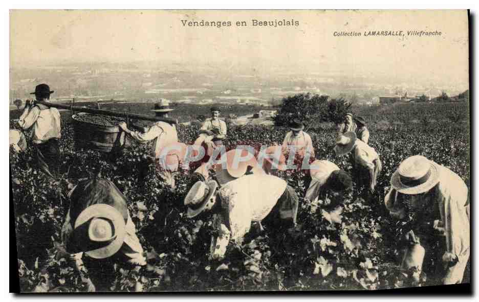 CPA Vin Vendanges en Beaujolais