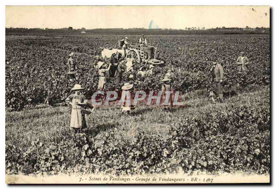 CPA Vin Scenes de Vendanges Groupe de vendangeurs tOP