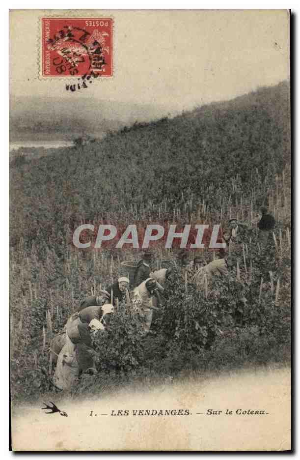 CPA Vin Vendanges Sur le coteau