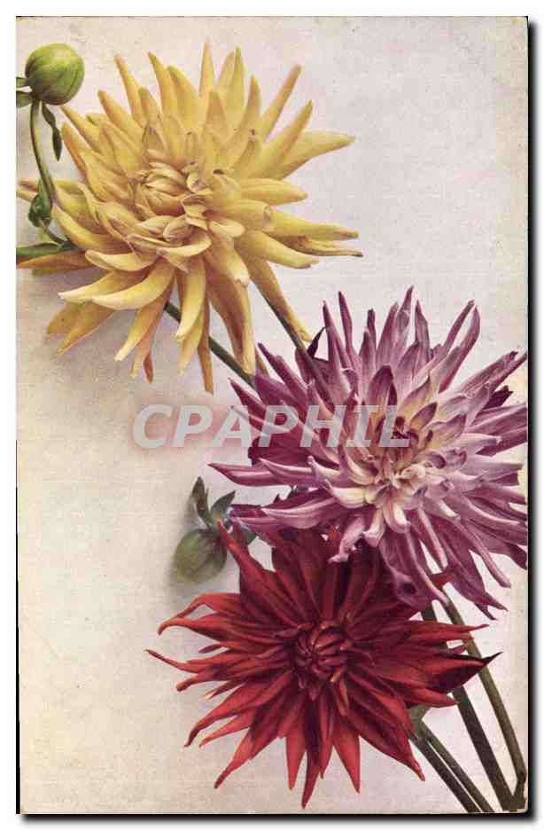 CPA Fantaisie Fleurs Dhalia