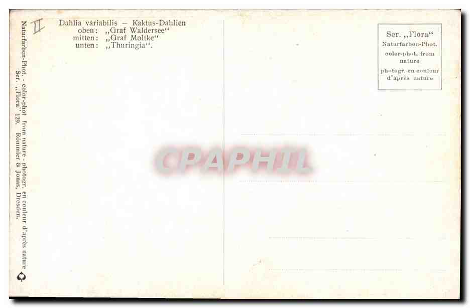 CPA Fantaisie Fleurs Dhalia — Rückseite