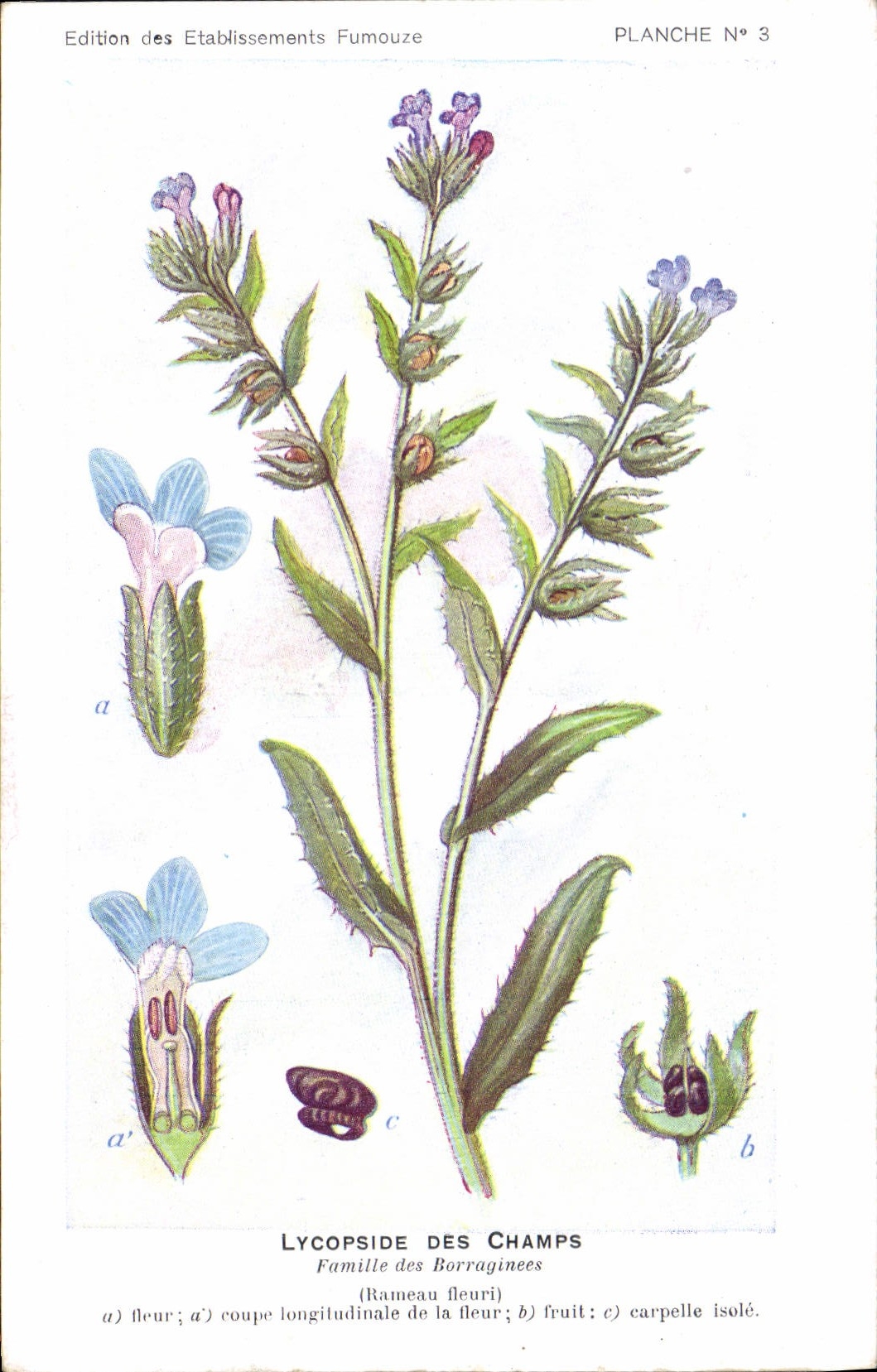 Lycopside dei Campi — Piastra N°3 — Edizione degli Etablissements Fumouze