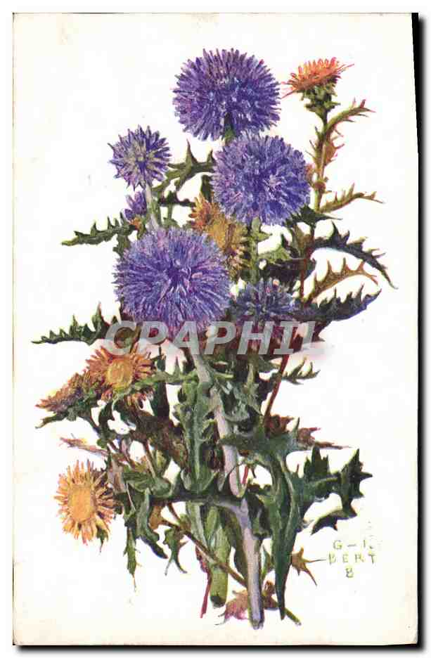 CPA Fantaisie Fleurs Chardons