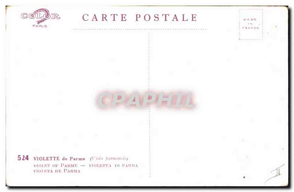 CPA Fantaisie Fleurs Violette de Parme — Rückseite