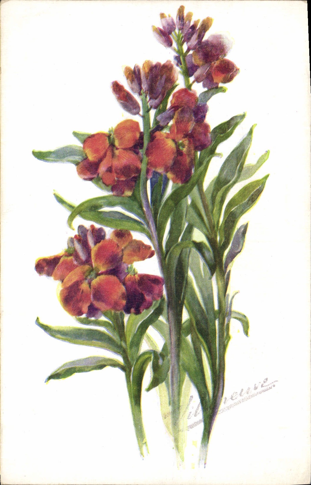 CPA Fantaisie Fleurs Giroflee