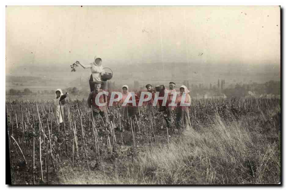 CARTE PHOTO Vin Vendanges 