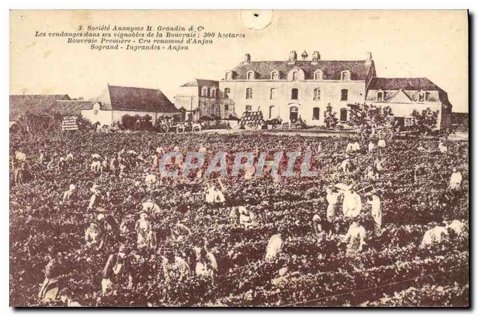 CPA Vin Vendanges dans ses vignobles de la Bourraie Cru renomme d'Anjou