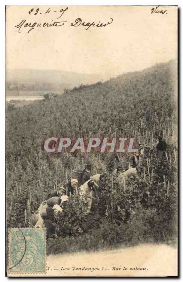 CPA Vin Vendanges Sur le coteau 