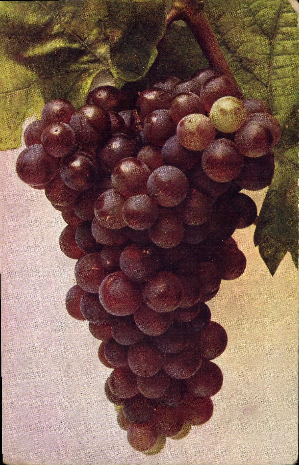 CPA Vin Vendanges Vitis vinifere Wein Roter Malvasier